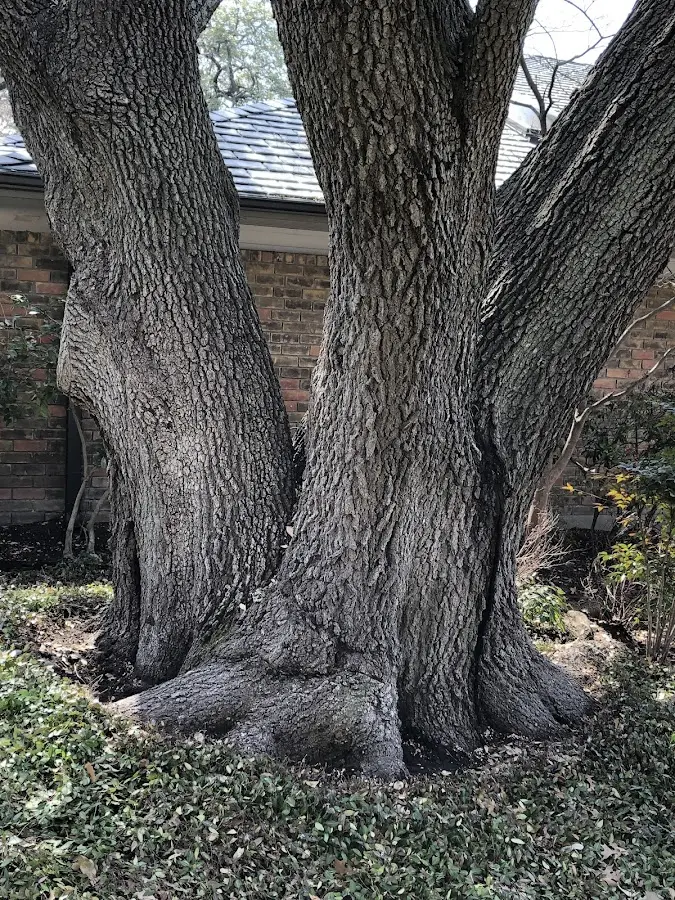 Mature heritage tree close to a Darwin property cared for by certified arborists